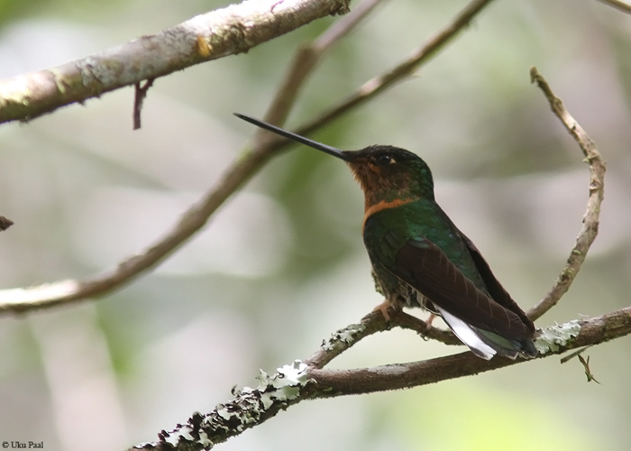 Coeligena torquata
Peruu, sügis 2014

UP
Keywords: COLLARED INCA