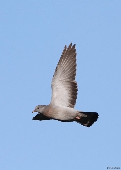 Õõnetuvi (Columba oenas)
Saaremaa, oktoober 2012

UP
Keywords: stock dove