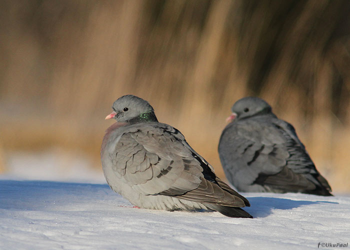 Õõnetuvi (Columba oenas)
Saaremaa, märts 2013

UP
Keywords: stock dove