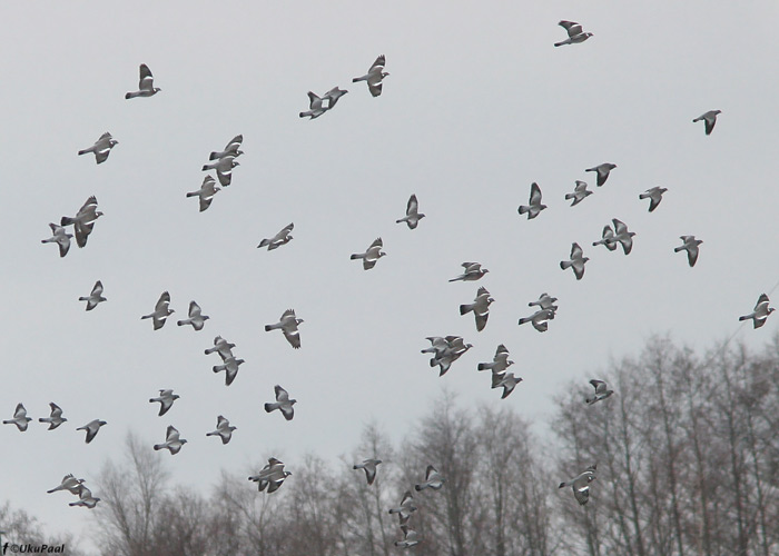 Kaelus- ja õõnetuvid (Columba palumbus et oenas)
Liu, Pärnumaa, 30.3.2009

UP
Keywords: stock dove wood pigeon