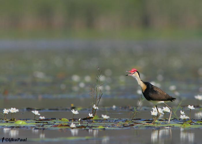 Kiiver-lootoselind (Irediparra gallinacea)
Lake Mitchell, Detsember 2007
Keywords: comb-crested jacana