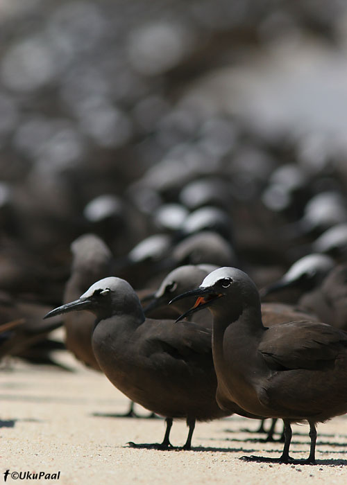 Suur-tõmmutiir (Anous stolidus)
Michaelmas Cay, Detsember 2007
Keywords: brown noddy