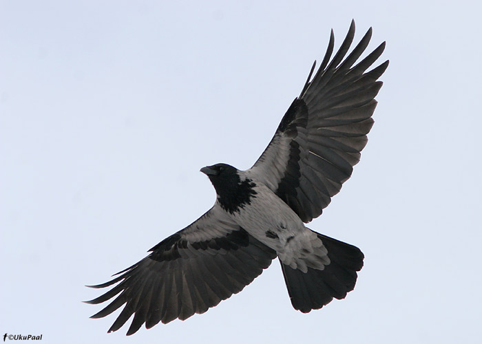 Hallvares (Corvus corone cornix)
Rahinge, Tartumaa, märts 2010

UP
Keywords: hooded crow