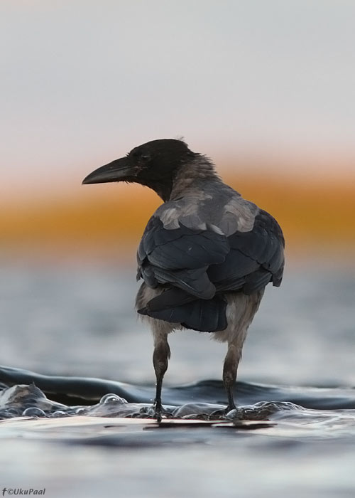 Hallvares (Corvus corone cornix)
Saaremaa, september 2011

UP
Keywords: hooded crow