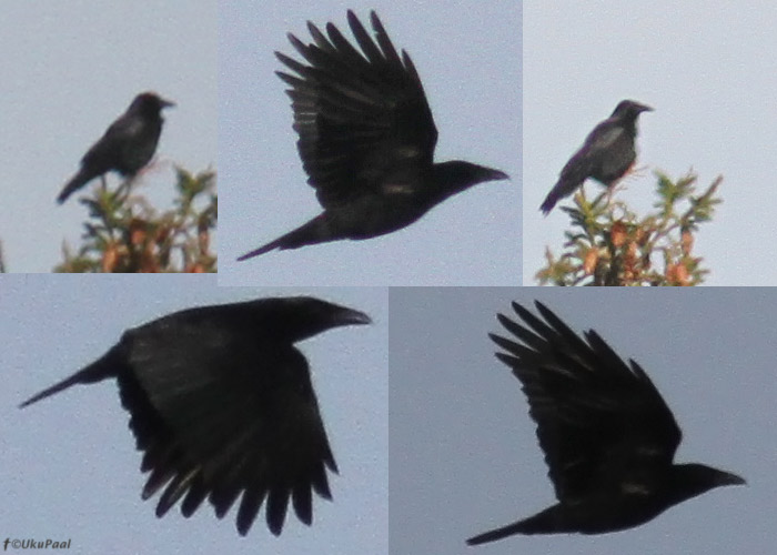 Mustvares (Corvus corone corone) 
Ristna, Hiiumaa, 13.5.2013. Sulestiku läige intensiivses valguses muudab osade sulestikupartiide värvuse fotodel halliks.

UP
Keywords: carrion crow