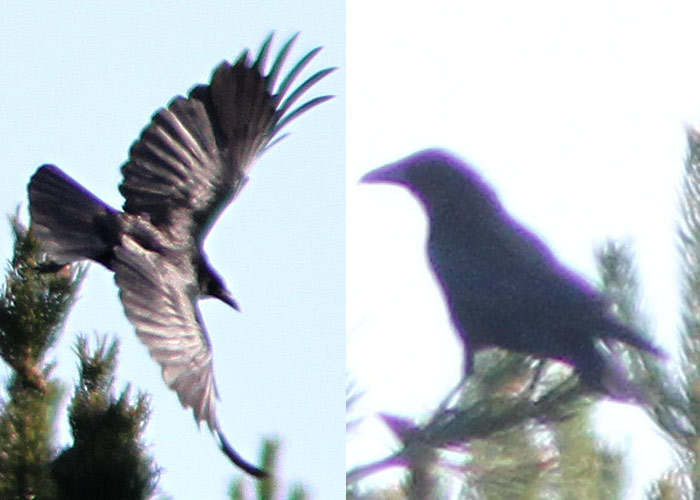 Mustvares (Corvus corone corone)
Ristna, Hiiumaa, 13.5.2012. 7. vaatlus Eestile.

UP
Keywords: carrion crow