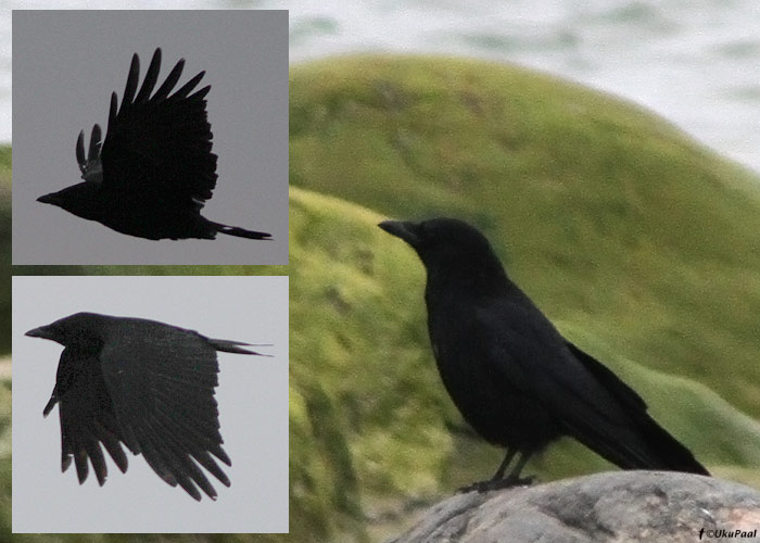 Mustvares (Corvus corone corone)
Ristna, Hiiumaa, 16.5.2012. 8. vaatlus Eestile.

UP
Keywords: carrion crow