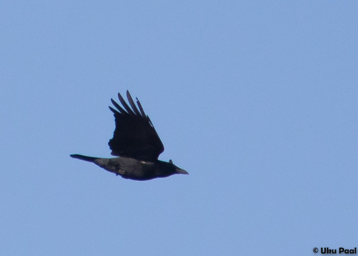 Mustvares (Corvus corone corone)
Kalana, Hiiumaa, 16.4.2016. 11. vaatlus Eestis.

UP
Keywords: carrion crow