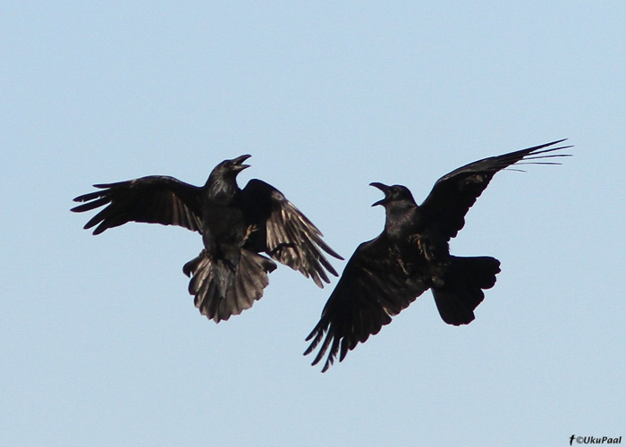 Ronk (Corvus corax)
Tartumaa, 7.11.2010

UP
Keywords: raven