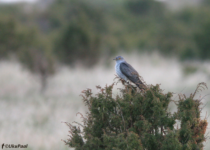 Kägu (Cuculus canorus)
Sõrve säär, 3.5.08
Keywords: cuckoo