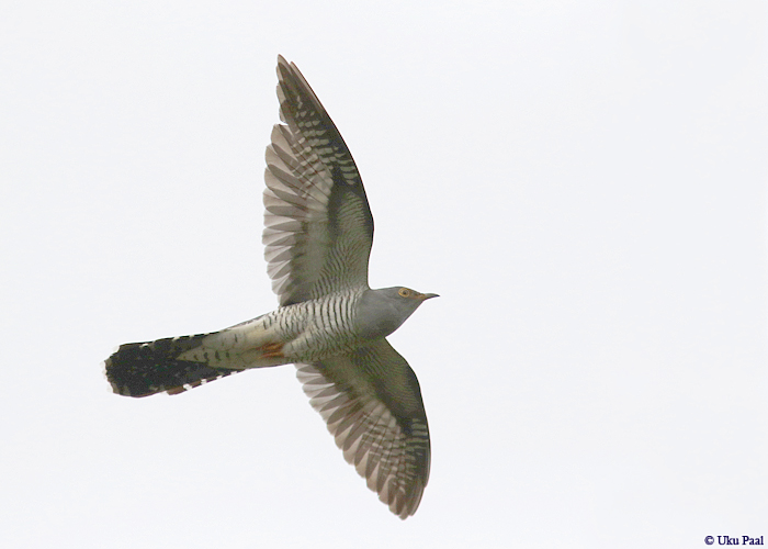 Kägu (Cuculus canorus)
Pärnumaa, juuni 2016

UP
Keywords: cuckoo