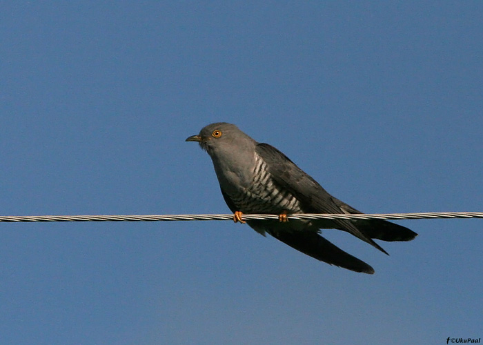 Kägu (Cuculus canorus)
Veretinä, Võrumaa, 14.6.2009

UP
Keywords: cuckoo