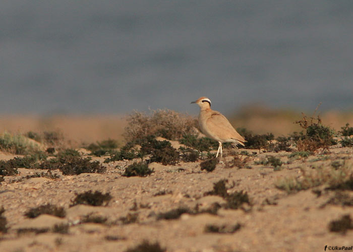 Kõrbejooksur (Cursorius cursor)
Costa Calma, Fuerteventura, märts 2009

UP
Keywords: cream-coloured courser