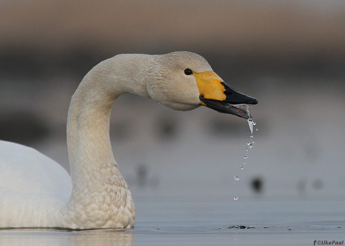 Laululuik (Cygnus cygnus)
Saaremaa, mai 2013

UP
Keywords: whooper swan