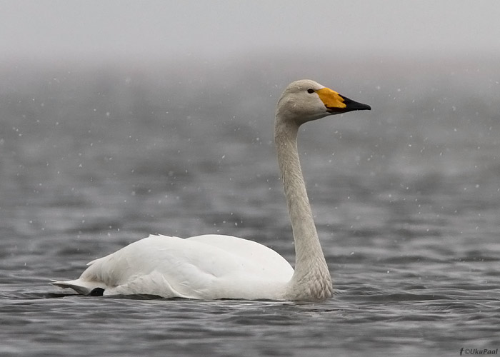 Laululuik (Cygnus cygnus)
Saaremaa, aprill 2012

UP
Keywords: whooper swan