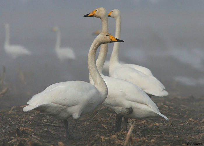 Laululuik (Cygnus cygnus)
Kureküla, Tartumaa, 7.04.2009

UP
Keywords: whooper swan