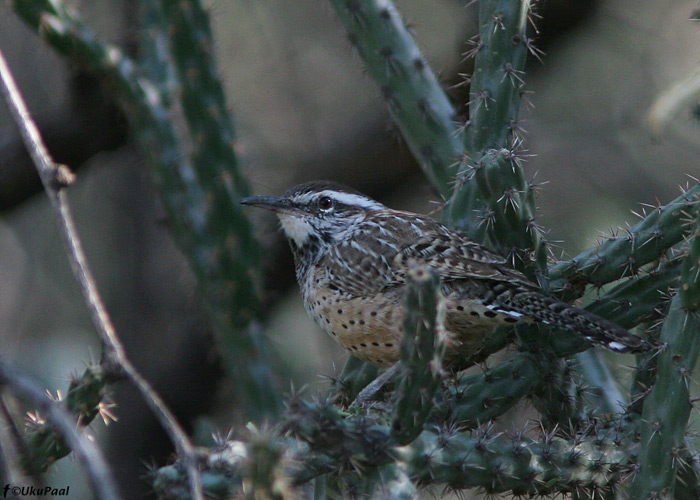 Kaktusekäblik (Campylorhynchus brunneicapillus)
Tucson, Arizona

UP
Keywords: cactus wren