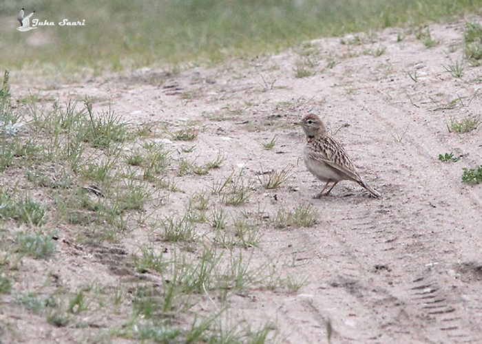 Välja-väikelõoke (Calandrella brachydactyla)
Laoküla, Harjumaa, 30.5.2014. Uus liik Harjumaale.

Juha Saari
