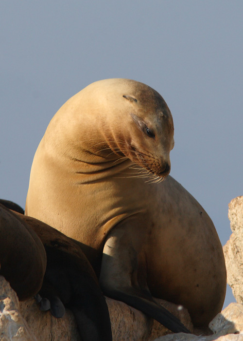 Zalophus californianus
Monterey, California

Riho Marja
Keywords: cali sea lion