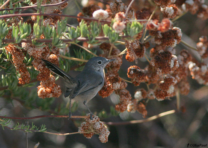 Polioptila californica
Väga väikese levilaga ohustatud värvuline. Crystal Cove State Park, California.

UP
Keywords: California gnatcatcher