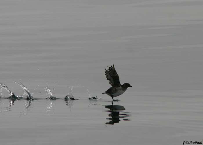 Hallörd (Ptychoramphus aleuticus)
Monterey laht, California

UP
Keywords: cassins auklet