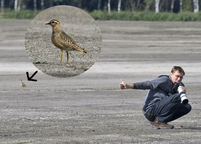 Mornel - tehtud!
See liik oli maaskükitavat linnumeest juba liigagi kaua vältinud. 4.09.2007 Padise, Harjumaa.

Risto Lammin-Soila + Uku Paal
Keywords: dotterel birder