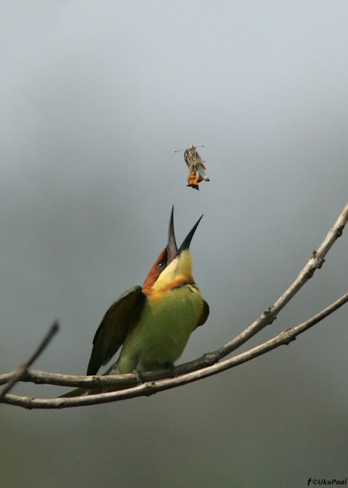 Ida-mesilasenäpp (Merops leschenaulti) 
Kaziranga NP, aprill 2010

UP
Keywords: chestnut-headed bee-eater