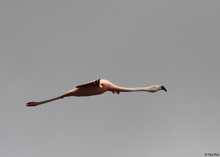 Lõunaflamingo (Phoenicopterus chilensis)
Peruu, sügis 2014

UP
Keywords: Chilean flamingo