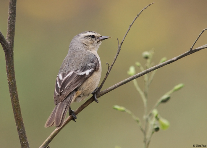 Conirostrum cinereum
Peruu, sügis 2014

UP
Keywords: Cinereous conebill