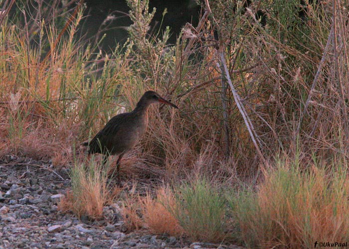 Klaperruik (Rallus longirostris)
Salton Sea, California

UP
Keywords: clapper rail