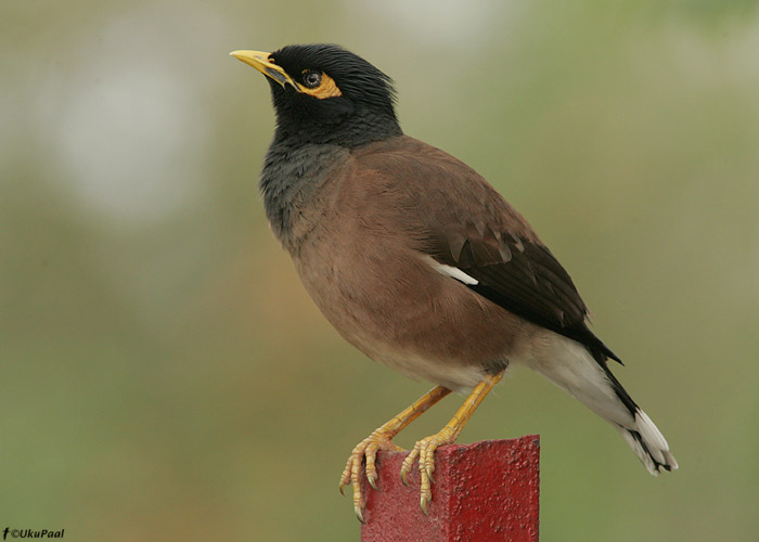 Maina (Acridotheres tristis)
India, märts 2010

UP
Keywords: common myna