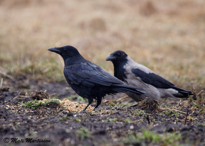 Mustvares (Corvus corone corone)
Sääre, Saaremaa, 26.4.2013

Mati Martinson
Keywords: carrion crow