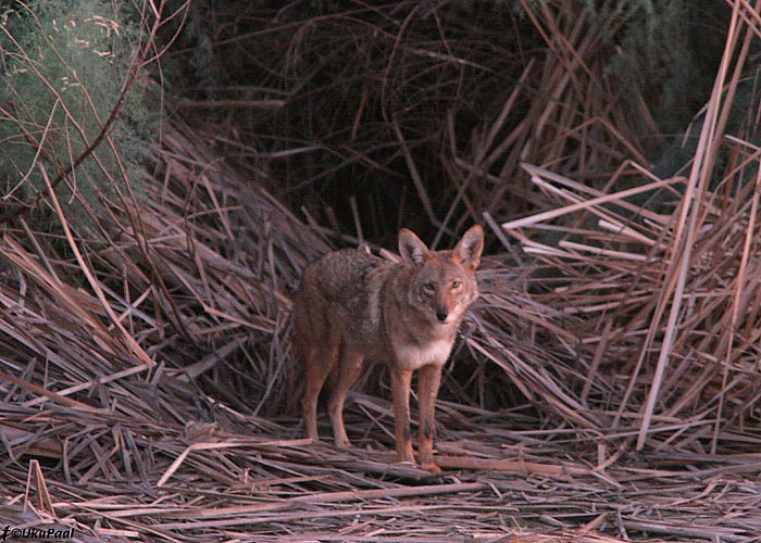 Koiott (Canis latrans)
Reisil nägime kaks isendit. Salton Sea, California.

UP
Keywords: coyote