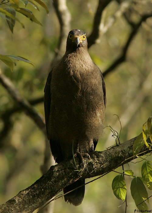 Aasia maduhaugas (Spilornis cheela) 
Kaziranga NP, aprill 2010

UP
Keywords: crested serpent eagle