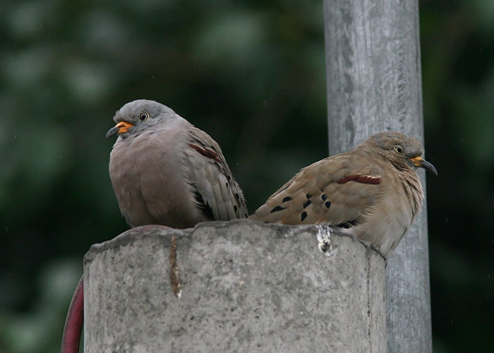 Croaking Ground Dove (Columbina cruziana)
Croaking Ground Dove (Columbina cruziana)

RM
