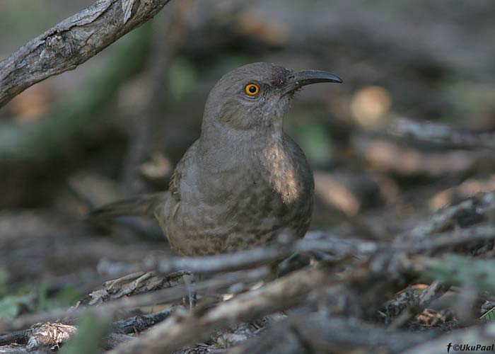 Toxostoma curvirostre
Tucson, Arizona

UP
Keywords: curve-billed thrasher