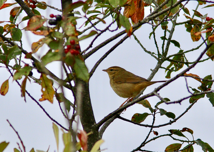 Siberi lehelind (Phylloscopus schwarzi)
Osmussaar, 25.09.2022. Eesti 2. leid. 2nd record for Estonia.

Nicolas Selosse
Keywords: radde&#039;s warbler