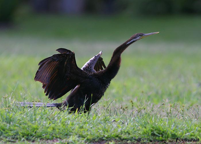 Austraalia madukael (Anhinga melanogaster)
Cairns Botanical Gardens, Detsember 2007
Keywords: darter