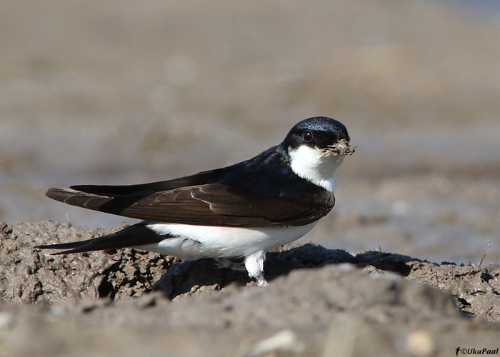 Räästapääsuke (Delichon urbicum)
Läänemaa, mai 2010

UP
Keywords: house martin