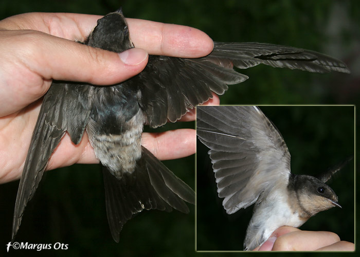 Pääsukese ristand (Hirundo rustica x Delichon urbicum)
Vaibla linnujaam, 4.08.2007
Keywords: swallow martin hybrid