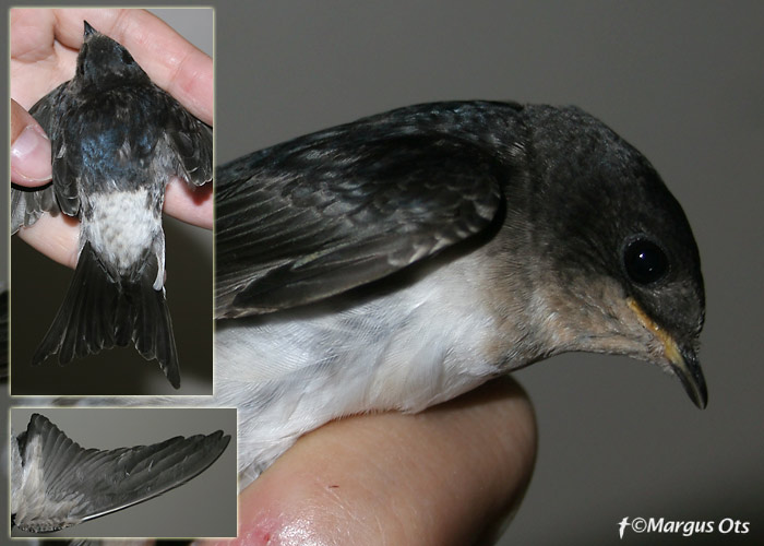 Pääsukese ristand (Hirundo rustica x Delichon urbicum)
Vaibla linnujaam, 4.08.2007. Ühel õhtul saadi kätte kaks isendit. 
Keywords: swallow hybrid hirrusxdelurb