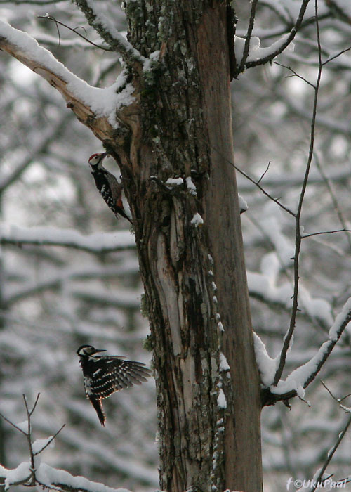 Valgeselg-kirjurähn (Dendrocopos leucotos)
Pärnumaa, 24.3.08
Keywords: white-backed woodpecker