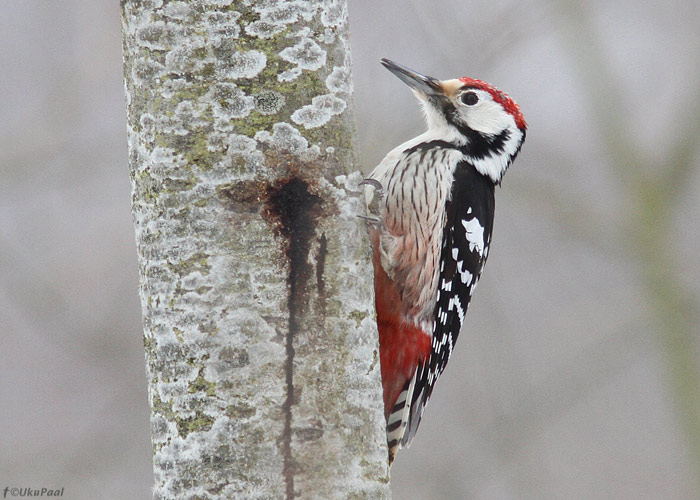 Valgeselg-kirjurähn (Dendrocopos leucotos)
Tartumaa, märts 2013

UP
Keywords: white-backed woodpecker