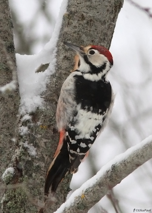 Valgeselg-kirjurähn (Dendrocopos leucotos)
Raplamaa, detsember 2012

UP
Keywords: white-backed woodpecker