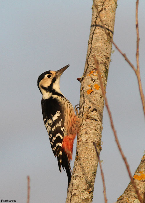 Valgeselg-kirjurähn (Dendrocopos leucotos)
mehikoorma, 2.10.2011

UP
Keywords: white-backed woodpecker