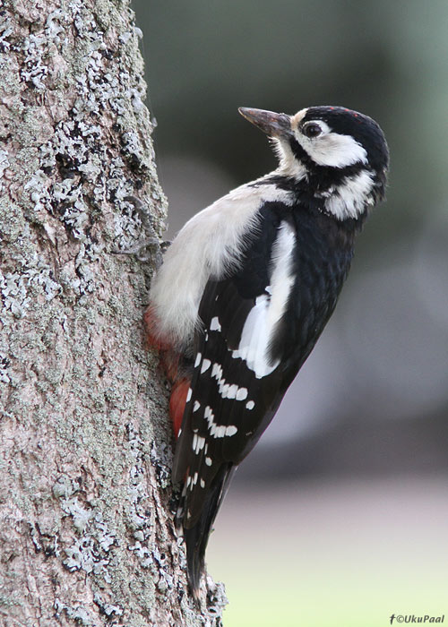 Suur-kirjurähn (Dendrocopos major)
Mahikoorma, Tartumaa, september 2012

UP
Keywords: great spotted woodpecker