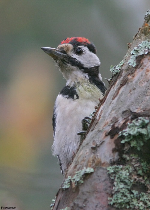 Suur-kirjurähn (Dendrocopos major)
1. kalendriaasta lind

Hiiumaa, november 2009

UP
Keywords: great-spotted woodpecker