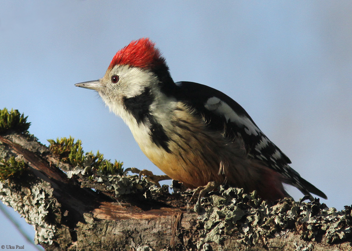 Tamme-kirjurähn (Dendrocopos medius)
Tartumaa, oktoober 2014

UP
Keywords: middle-spotted woodpecker