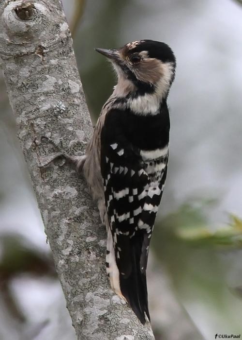 Väike-kirjurähn (Dendrocopos minor)
Läänemaa, oktoober 2011

UP
Keywords: lesser spotted woodpecker