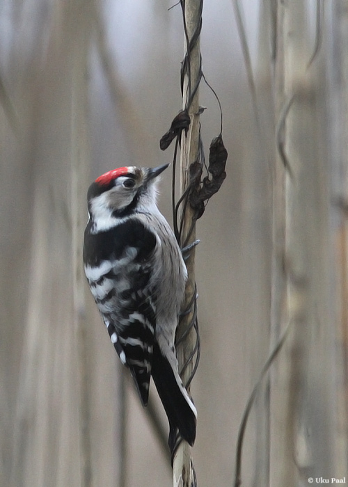 Väike-kirjurähn (Dendrocopos minor) isane
Tartumaa, jaanuar 2014

UP
Keywords: lesser spotted woodpecker